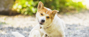 Sistema endocanabinoide canino é aliado à saúde dermatológica